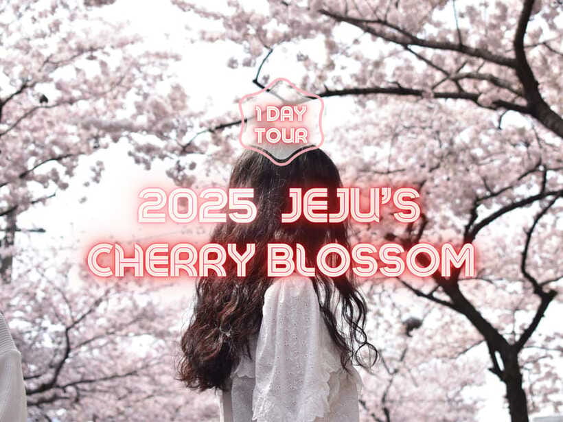 Jeju East: Cherry Blossom Early Bird Tour with Hotel Pickup - Key details before you book