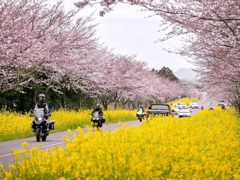 Jeju East: Cherry Blossom Early Bird Tour with Hotel Pickup - Noksan-ro and the long line of cherry blossoms