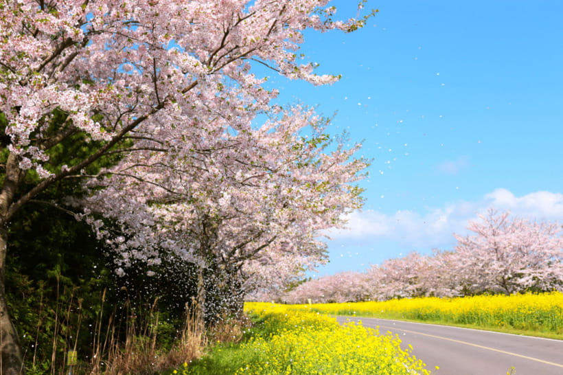 Jeju East: Cherry Blossom Early Bird Tour with Hotel Pickup - Micheongul Cave and Ilchul Land’s gardens