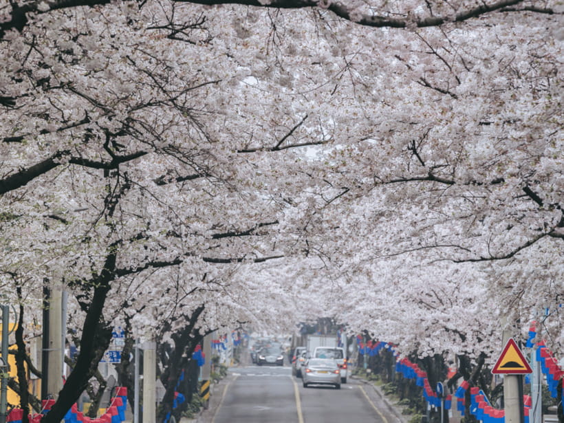 Jeju East: Cherry Blossom Early Bird Tour with Hotel Pickup - Seopjikoji’s open coast