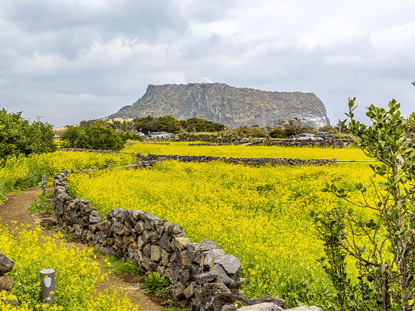 Jeju East: Cherry Blossom Early Bird Tour with Hotel Pickup - Seongsan Ilchulbong, the volcanic finale