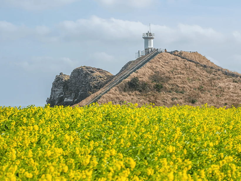 Jeju East: Cherry Blossom Early Bird Tour with Hotel Pickup - What the $72 price really covers