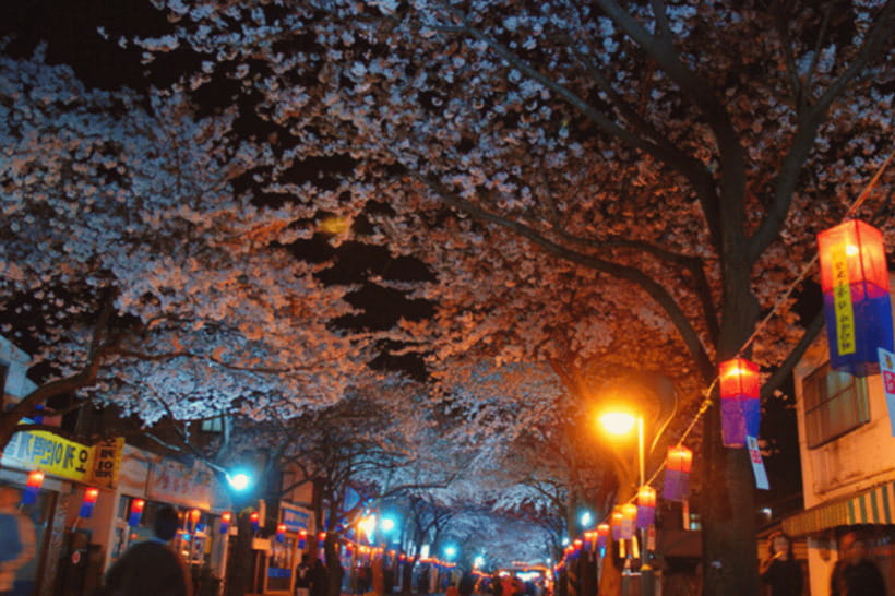 Jeju East: Cherry Blossom Early Bird Tour with Hotel Pickup - Guides, communication, and the shared-van reality
