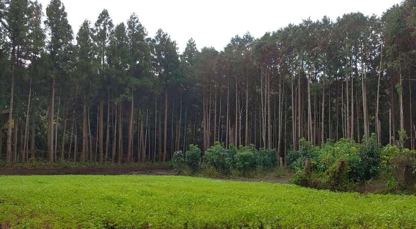 Jeju East: K-Drama Filming Spots Tour with Hotel Pickup - Why this K-drama route works on Jeju