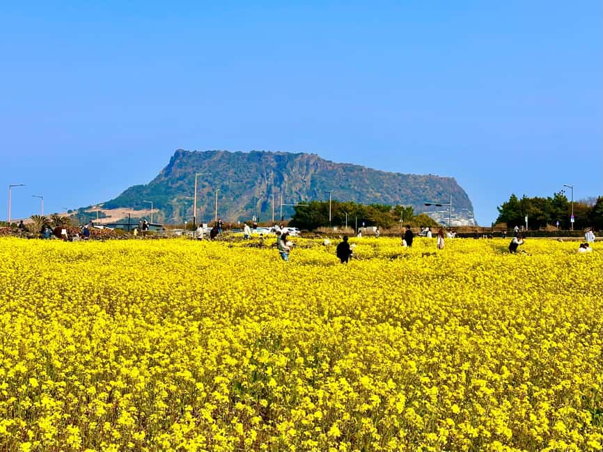 Jeju East: Small Group Healing Tour w/Woman Divers Show - Bijarim Forest offers the quietest hour