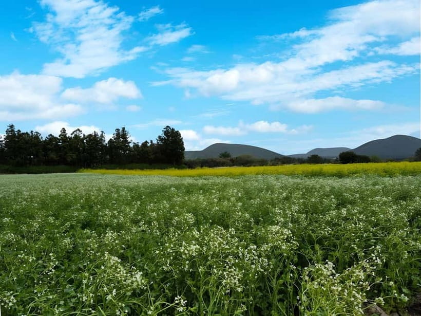 Jeju: K-Drama Spot When Life Gives You Tangerines Hotel Pick - Key points to know before booking