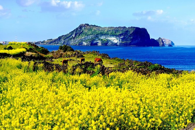Jeju Premium Small Group UNESCO Day Tour - East Course - Woljeongri Beach: a quick taste of Jeju’s coast