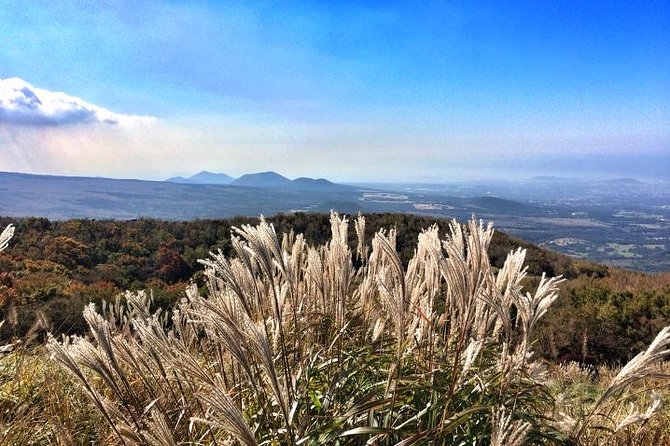 Jeju Premium Small Group UNESCO Day Tour - South Course - Jusangjeolli Cliff and Jeju’s volcanic coast