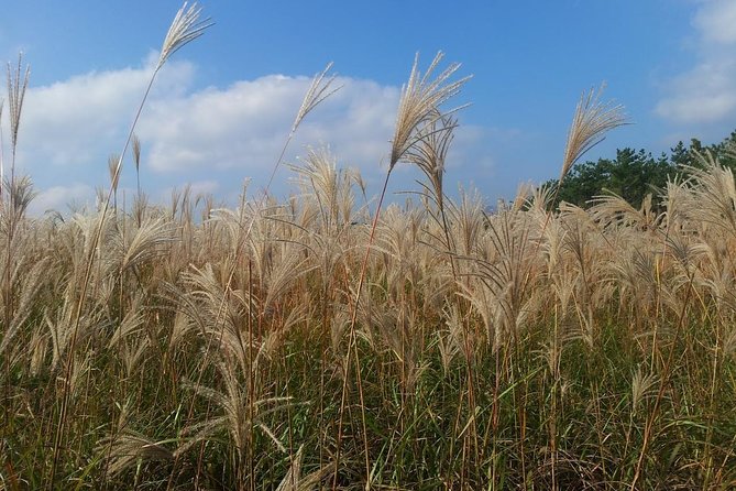 Jeju Private Full day tour of UNESCO Day Tour - Seongeup Folk Village and the island’s hard weather