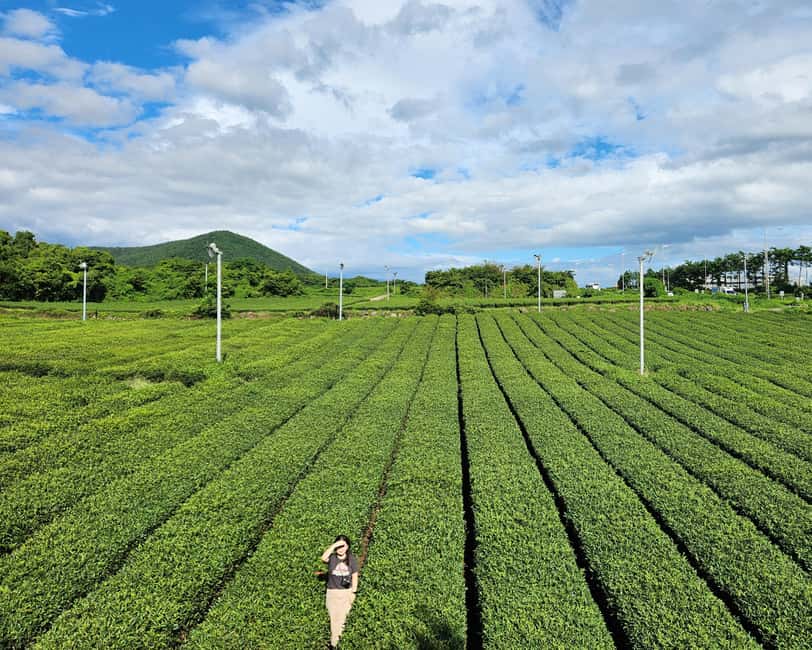 Jeju Private Taxi Tour with a Licenced English Guide-Driver - Why a private taxi makes sense on Jeju