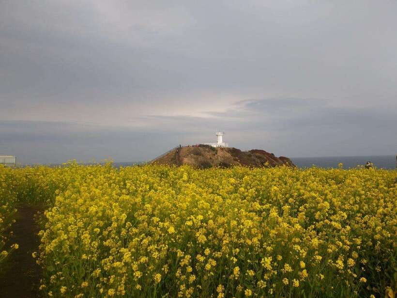 Jeju: Private Tour with an English Guide and a Vehicle - Key points at a glance