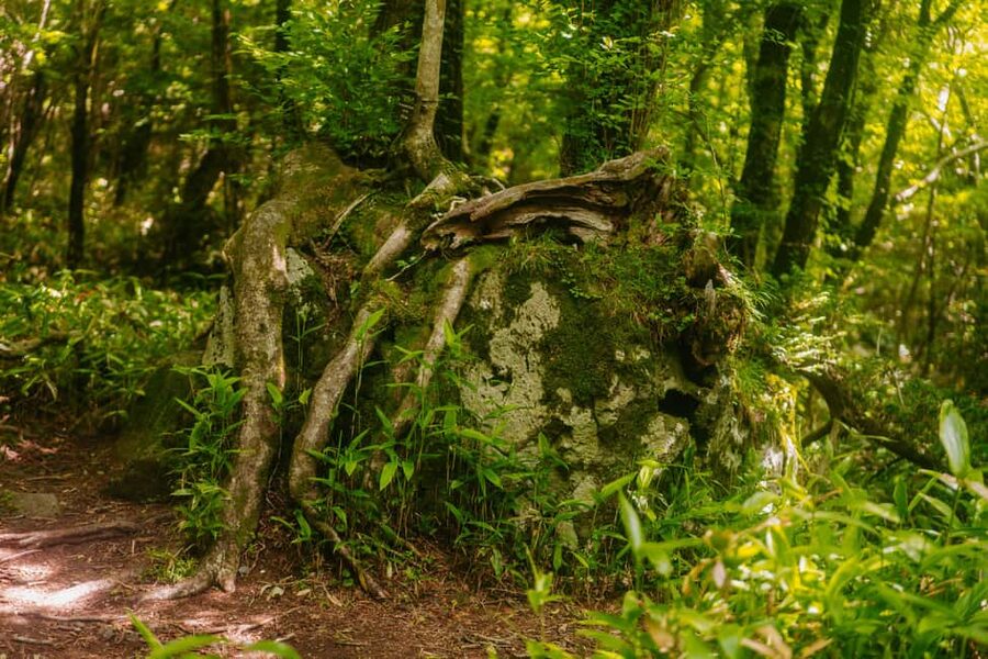 Jeju South: Small Group Healing Tour w/Mt.Halla & Olle Trail - O’Sulloc and the tea-focused finish