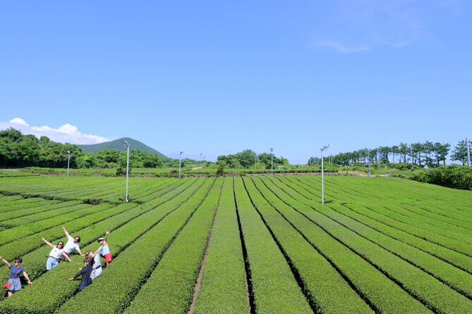 Jeju: UNESCO-Listed Southern Authentic Day Tour - Lunch at Seogwipo Maeil Olle Market