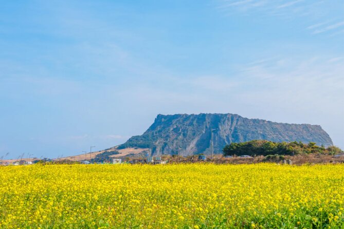 Jeju: UNESCO-Listed Southern Authentic Day Tour - The guide makes the difference