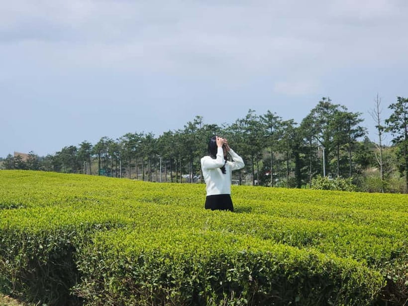 Jeju: West & South Full-Day Authentic Tour - Starting from the airport or Jeju City