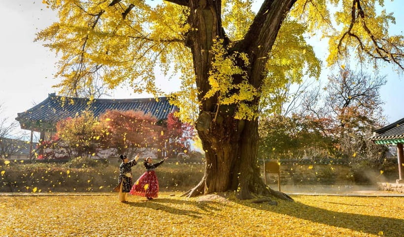 Jeonju Hanok Village Full-Day Tour:Jangtaesan Autumn Foliage - Who should book this tour?