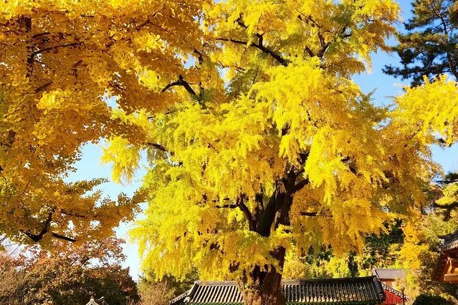 Jeonju Hanok Village Full-Day Tour:Jangtaesan Autumn Foliage - Jeonju Hanok Village: traditional streets with room to wander