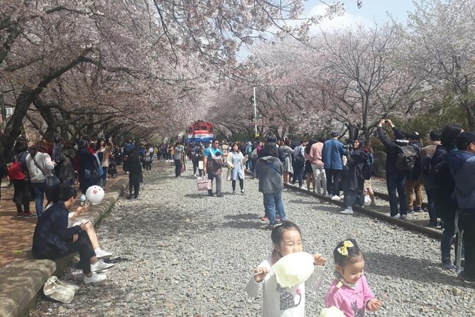 Jinhae Cherry Blossom + Busan Sunrise from Seoul - Four hours among Jinhae’s cherry trees
