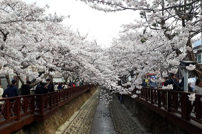 Jinhae Cherry Blossom + Busan Sunrise from Seoul - What $108.49 really buys you