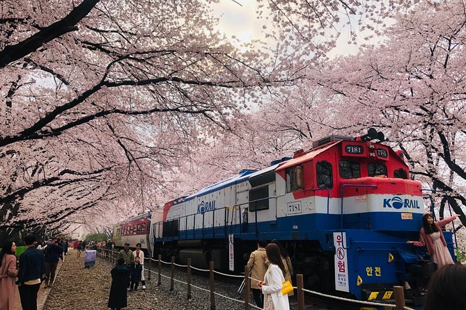 Jinhae Cherry Blossom + Busan Sunrise from Seoul - The long return to Seoul