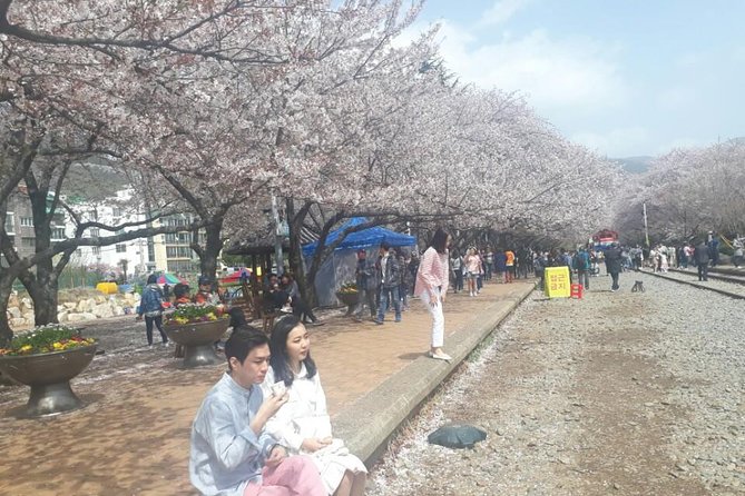 Jinhae Cherry Blossom + Busan Sunrise from Seoul - Sunrise at Haedong Yonggungsa Temple