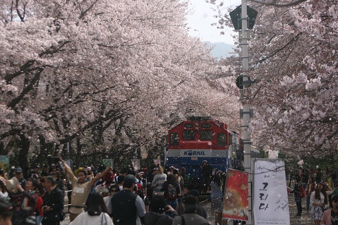 Jinhae Cherry Blossom Day trip from Busan - A Spring Adventure! - Key details before you book