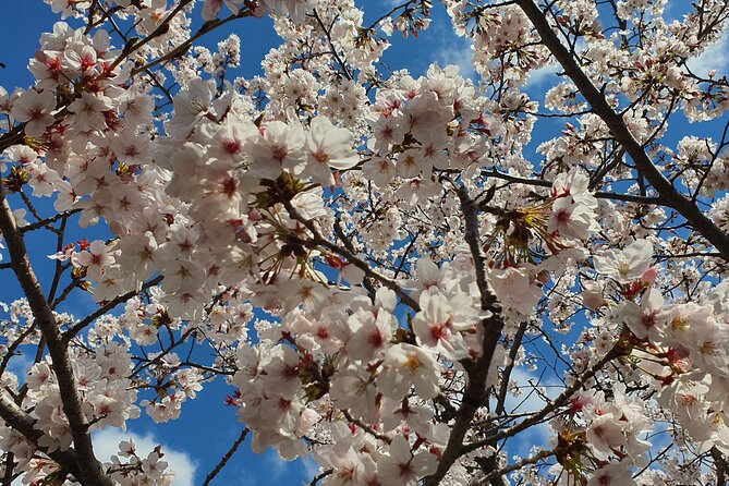 Jinhae Cherry Blossom Day trip from Busan - A Spring Adventure! - The morning pickup and ride to Jinhae