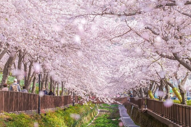 Jinhae Pink Cherry Blossom One Day Tour From Busan - Why Jinhae makes a strong spring day trip from Busan