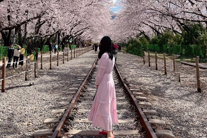 Jinhae Pink Cherry Blossom One Day Tour From Busan - Three hours along Yeojwacheon Stream