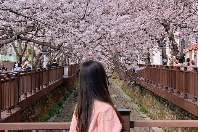 Jinhae Pink Cherry Blossom One Day Tour From Busan - Simple ways to prepare for the day
