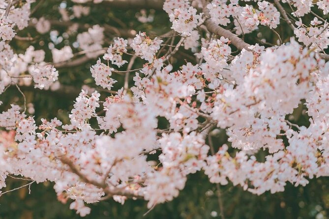 Jinhae Pink Cherry Blossom One Day Tour From Busan - Cancellation and booking points