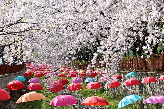 Jinhae Pink Cherry Blossom One Day Tour From Busan - The Busan to Jinhae shuttle