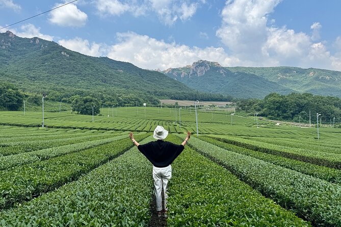 Korean Green Tea Tour - from Boseong to Gangjin (Private) - Key points to know before booking