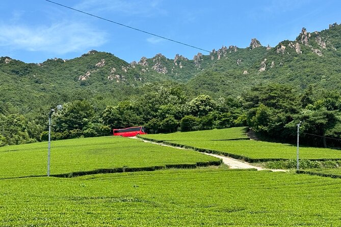 Korean Green Tea Tour - from Boseong to Gangjin (Private) - Daehan Dawon, Boseong’s famous green hills
