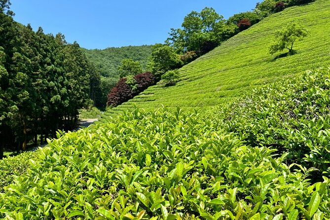 Korean Green Tea Tour - from Boseong to Gangjin (Private) - Gangjin Dawon at the foot of Mt. Wolchulsan