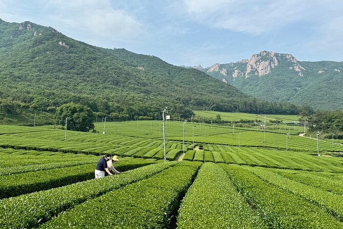 Korean Green Tea Tour - from Boseong to Gangjin (Private) - Baegundong Hermitage Garden and Joseon-era design