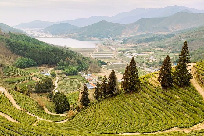 Korean Green Tea Tour - from Boseong to Gangjin (Private) - Boseong-eup lunch and local choices