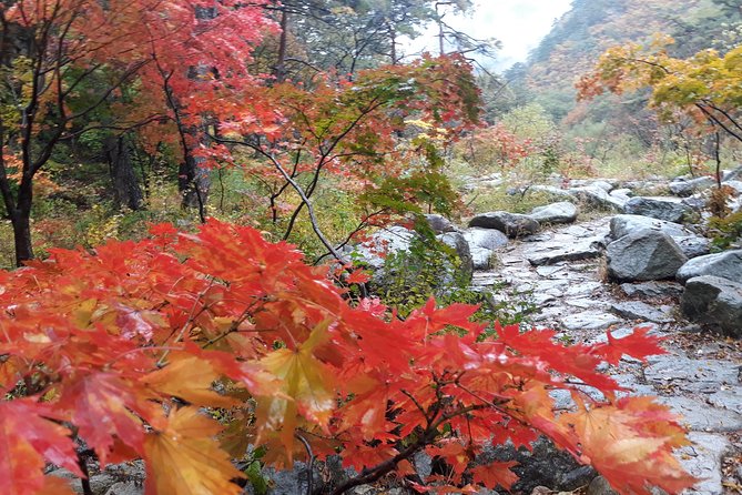 Mt. Seorak+Nami Island+Garden of Morning Calm Day Trip from Seoul - What the $95.18 price really covers