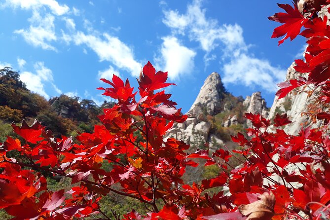 Mt. Seorak+Nami Island+Garden of Morning Calm Day Trip from Seoul - Nami Island, ferry included and crowds expected