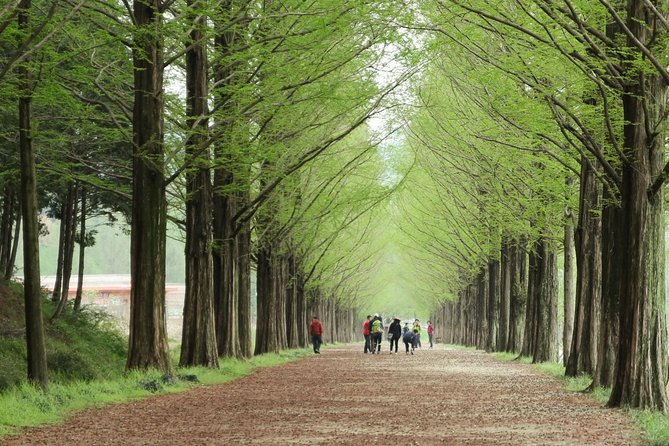Nami Island& Petite France& Garden of Morning Calm& Italian Village One-Day Tour - The Garden of Morning Calm brings the biggest dose of nature