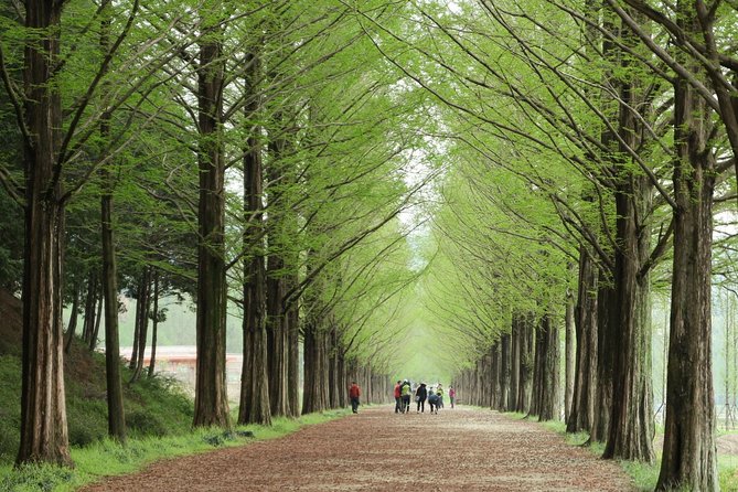 Nami Island & Petite France with Italian Village One-Day Tour - Three hours among Nami Island’s tree-lined roads