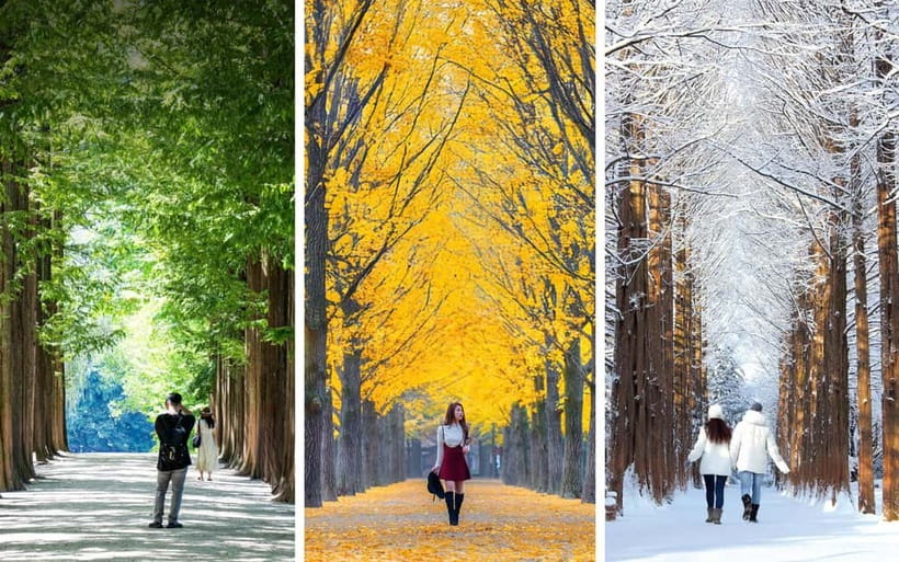 Nami Island, Railbike & Alpaca Garden Day Trip from Seoul - Booking details worth checking