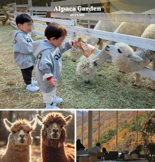 Nami Island, Railbike & Alpaca Garden Day Trip from Seoul - Pedaling the Gangchon Railbike through the valleys