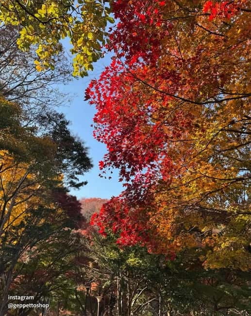 Nami & Maple Road & Theatre des Lumieres Day Tour from Seoul - Summer and autumn options