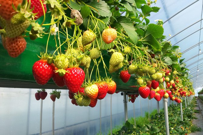 [Perfect Private Tour] Nami island, Petite France and Organic Strawberry Farm - Aram Berry Farm: the day’s most hands-on stop