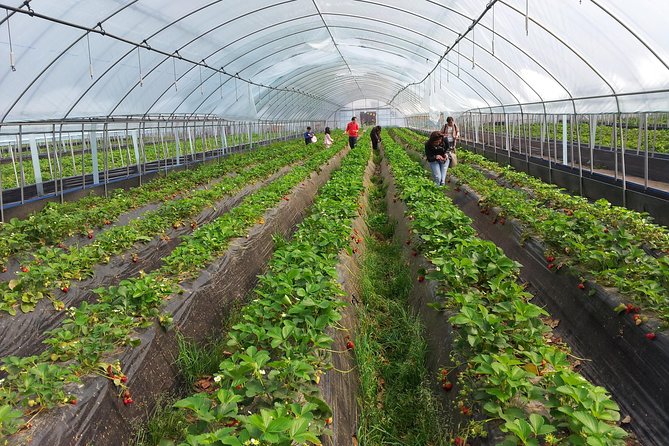 [Perfect Private Tour] Nami island, Petite France and Organic Strawberry Farm - Weather and seasonal planning