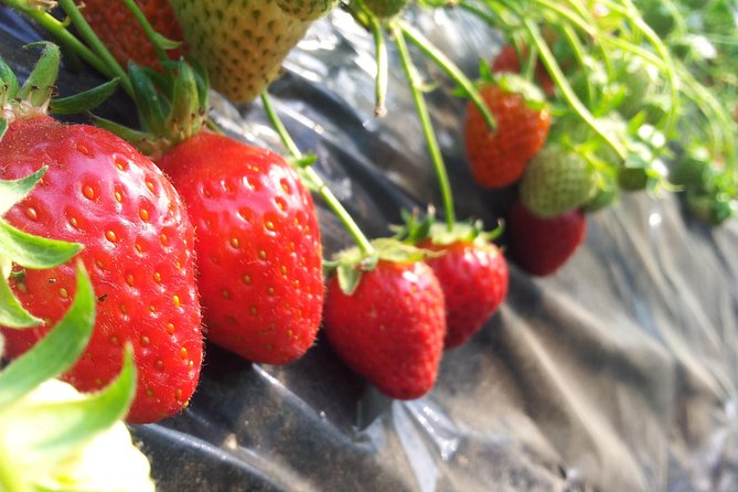 [Perfect Private Tour] Nami island, Petite France and Organic Strawberry Farm - Nami Island: four hours among Korea’s famous trees