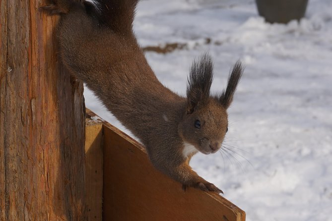 Private Tour: Nami Island& (Alpaca World 'or' Morning Calm)&Lunch - What private transport changes