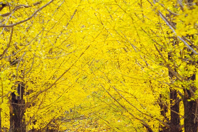 Private Tour to Alpaca world &Nami Island& Railbike with Tickets - Nami Island: two hours on a famous river island