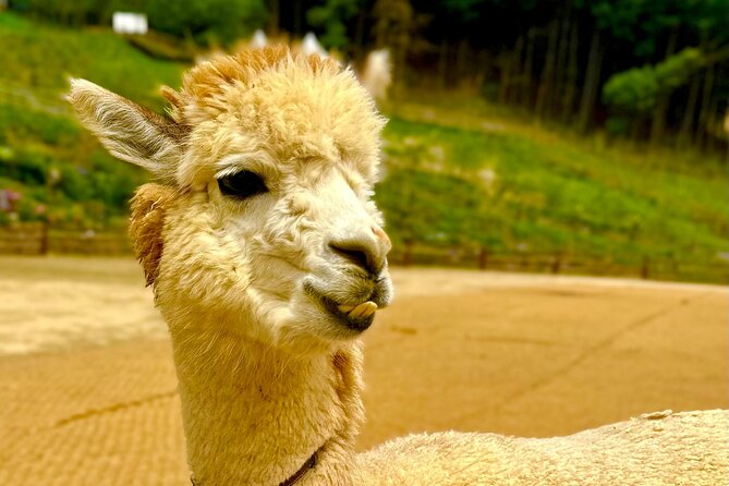 Private Tour to Alpaca world &Nami Island& Railbike with Tickets - Gangchon Rail Park: one hour on a former train line